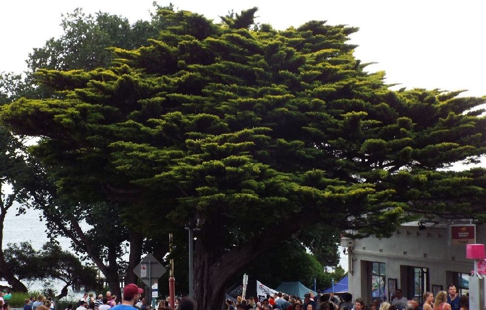 Cipressi lungo un viale in Australia